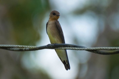 Andorinha-serradora - Stelgidopteryx ruficollis