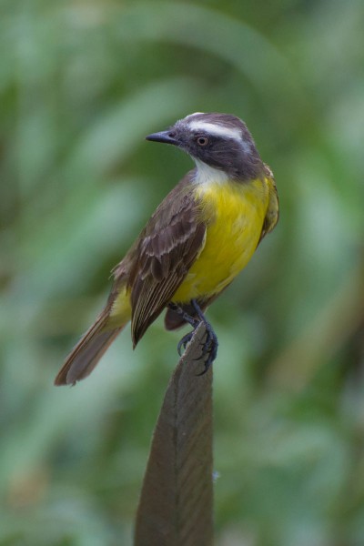Bentevizinho-de-penacho-vermelho - Myiozetetes similis