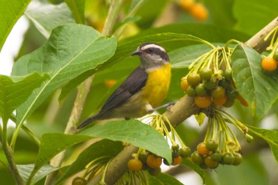 Cambacica - Coereba flaveola