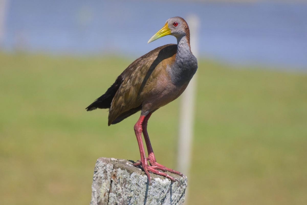 Saracuru&ccedil;u - Aramides ypecaha