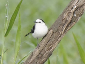 Lavadeira-de-cara-branca - Fluvicola albiventer