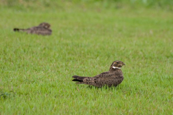 Coruc&atilde;o - Chordeiles nacunda