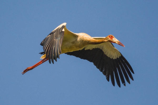 Maguari - Ciconia maguari