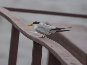 Trinta-r&eacute;is-mi&uacute;do - Sternula antillarum