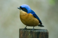 Sa&iacute;ra-vi&uacute;va - Pipraeidea melanonota