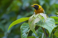 Sa&iacute;ra-de-papo-preto - Hemithraupis guira