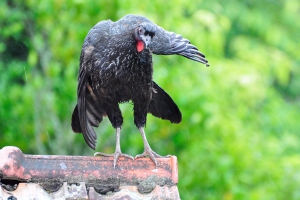 Jacua&ccedil;u - Penelope obscura