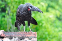 Jacua&ccedil;u - Penelope obscura