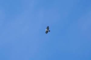 Gavi&atilde;o-pato - Spizaetus melanoleucus