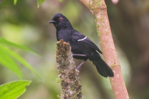Papa-taoca-do-sul - Pyriglena leucoptera
