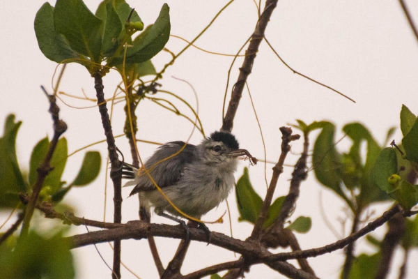 Chorozinho-da-caatinga - Herpsilochmus sellowi
