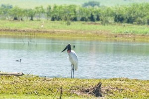 Tuiui&uacute; - Jabiru mycteria