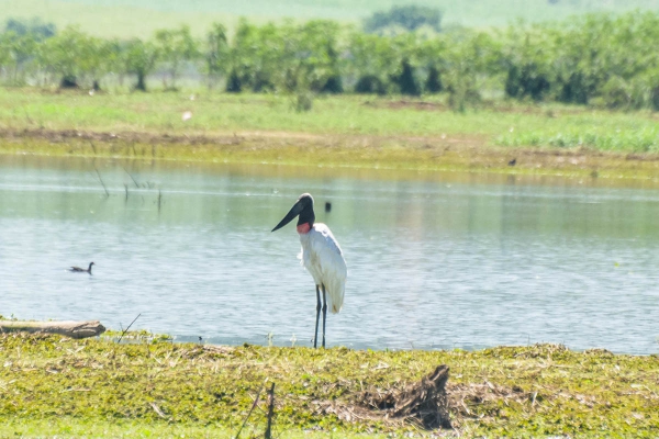 Tuiui&uacute; - Jabiru mycteria