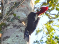 Pica-pau-rei - Campephilus robustus