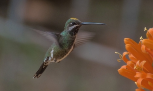 Bico-reto-de-banda-branca - Heliomaster squamosus - Macho