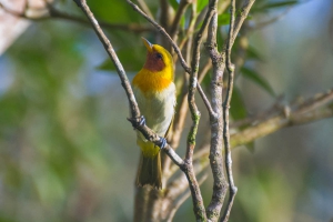Sa&iacute;ra-ferrugem - Hemithraupis ruficapilla