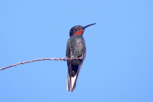 Beija-flor-preto - Florisuga fusca