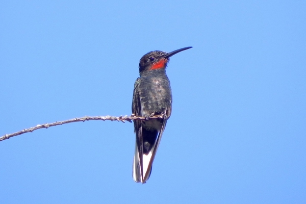 Beija-flor-preto - Florisuga fusca