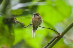 Rabo-branco-pequeno - Phaethornis squalidus