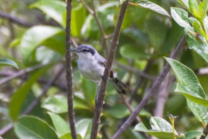 Balan&ccedil;a-rabo-de-chap&eacute;u-preto - Polioptila plumbea