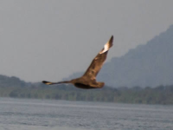 Mandri&atilde;o-chileno - Stercorarius chilensis