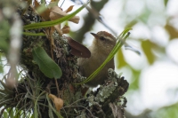 Arredio-p&aacute;lido - Cranioleuca pallida