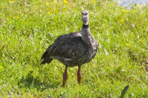 Tach&atilde; - Chauna torquata