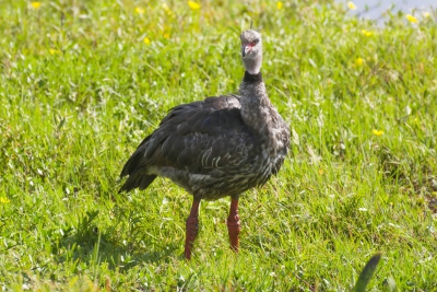 Tach&atilde; - Chauna torquata