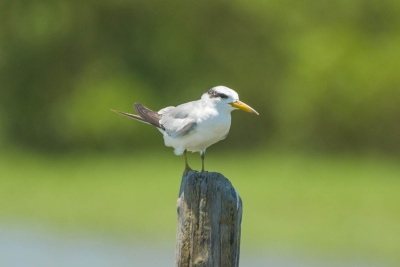 Trinta-r&eacute;is-an&atilde;o - Sternula superciliaris