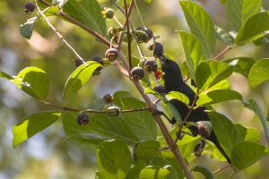 Pipira-preta - Tachyphonus rufus - Macho