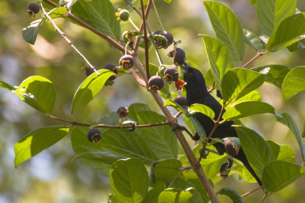 Pipira-preta - Tachyphonus rufus - Macho