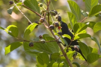 Pipira-preta - Tachyphonus rufus - Macho