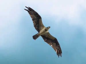 &Aacute;guia-pescadora - Pandion haliaetus