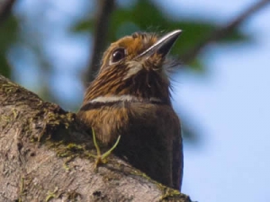 Barbudo-rajado - Malacoptila striata