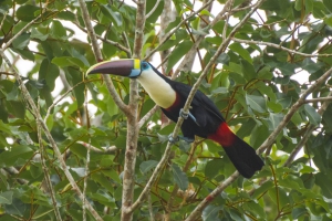 Tucano-grande-de-papo-branco - Ramphastos tucanus