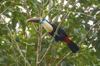 Tucano-grande-de-papo-branco - Ramphastos tucanus