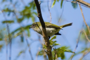 Guaracava-cinzenta - Myiopagis caniceps