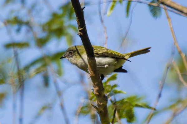 Guaracava-cinzenta - Myiopagis caniceps