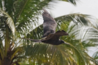 Tesour&atilde;o - Fregata magnificens
