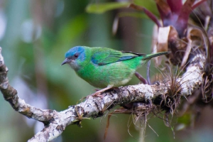 Sa&iacute;-azul - Dacnis cayana - F&ecirc;mea