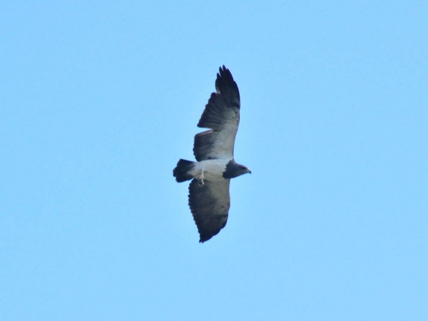 &Aacute;guia-chilena - Buteo melanoleucus