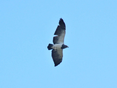 &Aacute;guia-chilena - Buteo melanoleucus