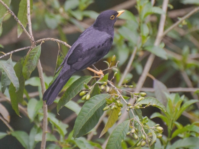 Sabi&aacute;-una - Turdus flavipes