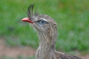 Seriema - Cariama cristata