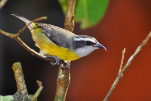 Cambacica - Coereba flaveola