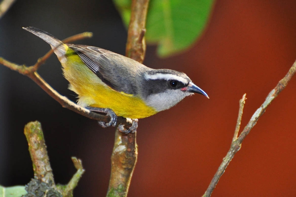 Cambacica - Coereba flaveola
