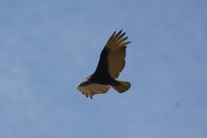Urubu-de-cabe&ccedil;a-amarela - Cathartes burrovianus