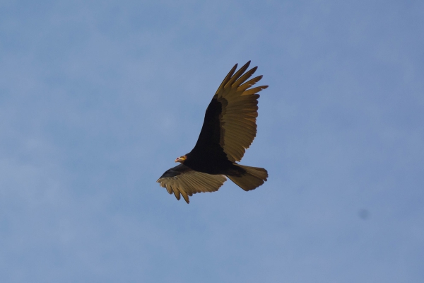 Urubu-de-cabe&ccedil;a-amarela - Cathartes burrovianus