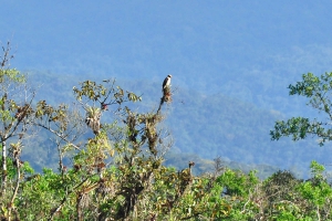 Acau&atilde; - Herpetotheres cachinnans