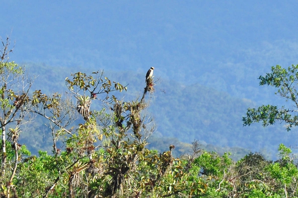 Acau&atilde; - Herpetotheres cachinnans